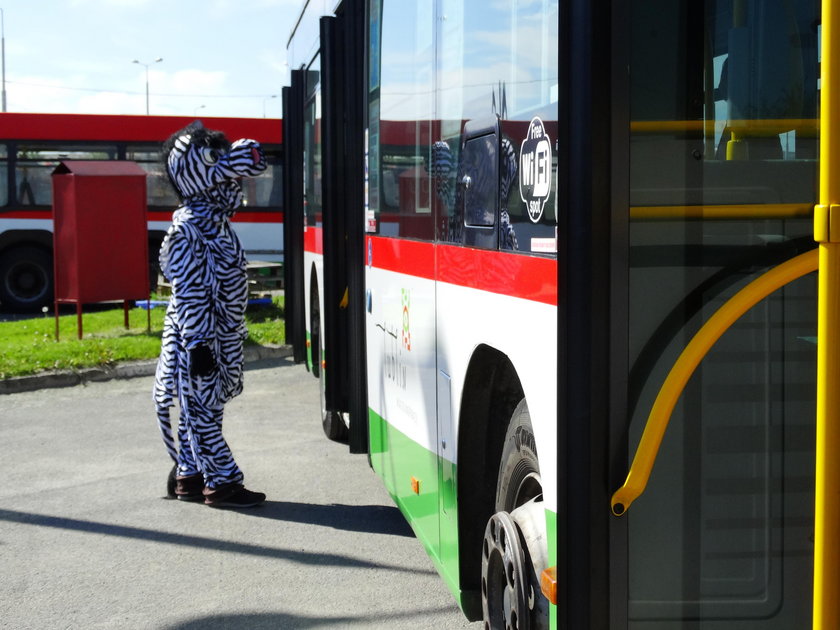 Zebra uczy zasad zachowania się w autobusie.