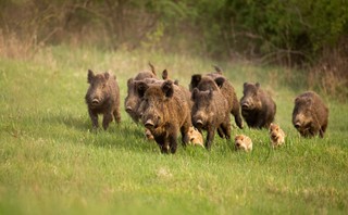 Saksonia chce, by w walce z ASF Polska bardziej się zaangażowała w polowania na dziki