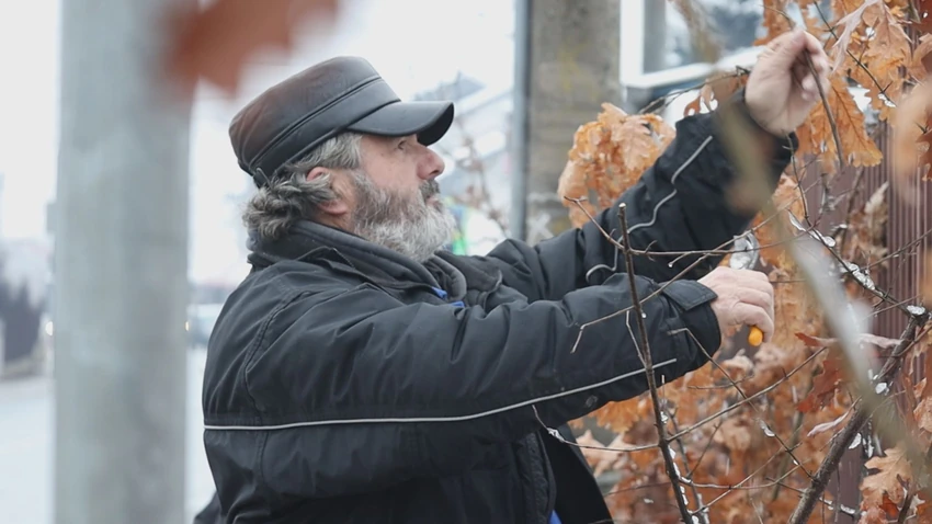 Kruševac  prodaja badnjaka