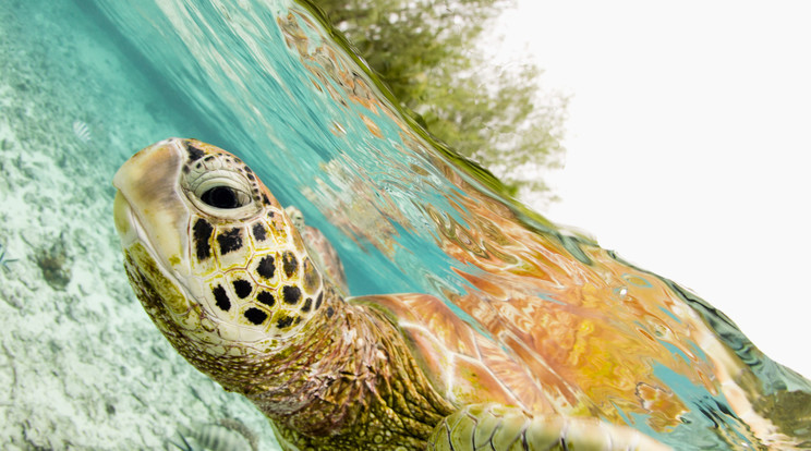 Nagyjából egy helyben maradtak a Galápagos-szigetekre visszatért óriásteknősök. / Illusztráció: Northfoto