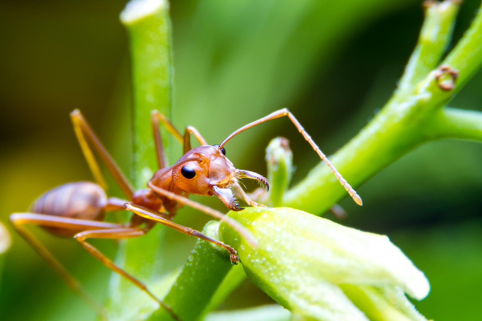 Tento druh mravcov predstavuje hrozbu.