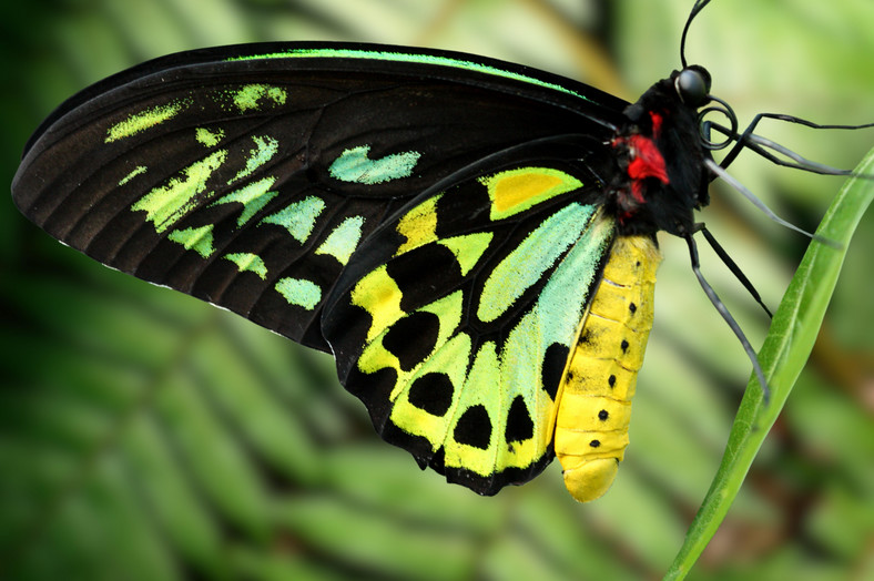 Motyle birdwings są gatunkiem zagrożonym