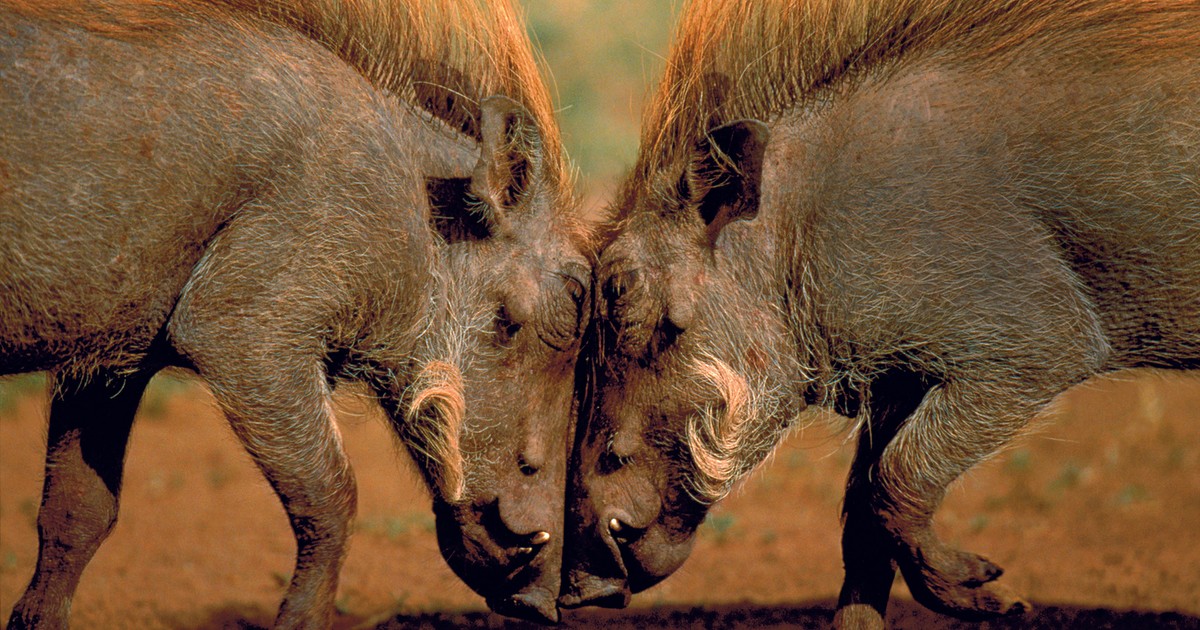 Ta świnia jest wyjątkowo agresywna. Potrafi atakować zwierzęta dużo większe od siebie