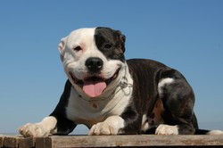 Pies postrzelił właściciela. "Niechcący nacisnął spust"