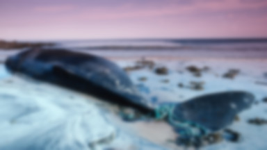 Martwa samica wieloryba na Sardynii. W brzuchu miała 22 kg plastiku. Była w ciąży