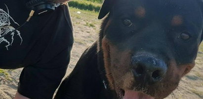 Rottweiler terroryzuje osiedle. Mieszkańcy: Jego właściciel to „psychopata”