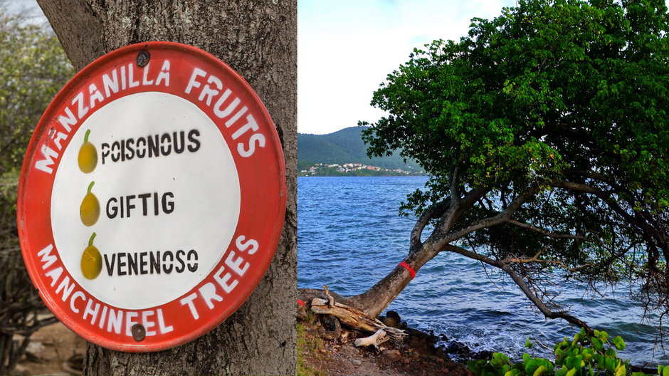 Manchineel (Hippomane mancinella) - najniebezpieczniejsze drzewo świata 