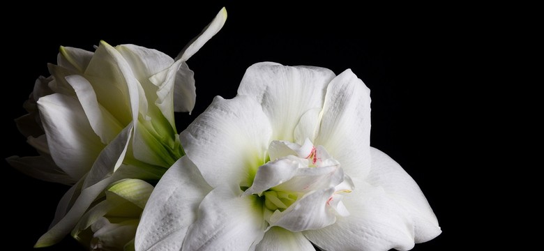 Amarylis na Boże Narodzenie: jak pielęgnować, aby zakwitł? Czy jest wieloletni?