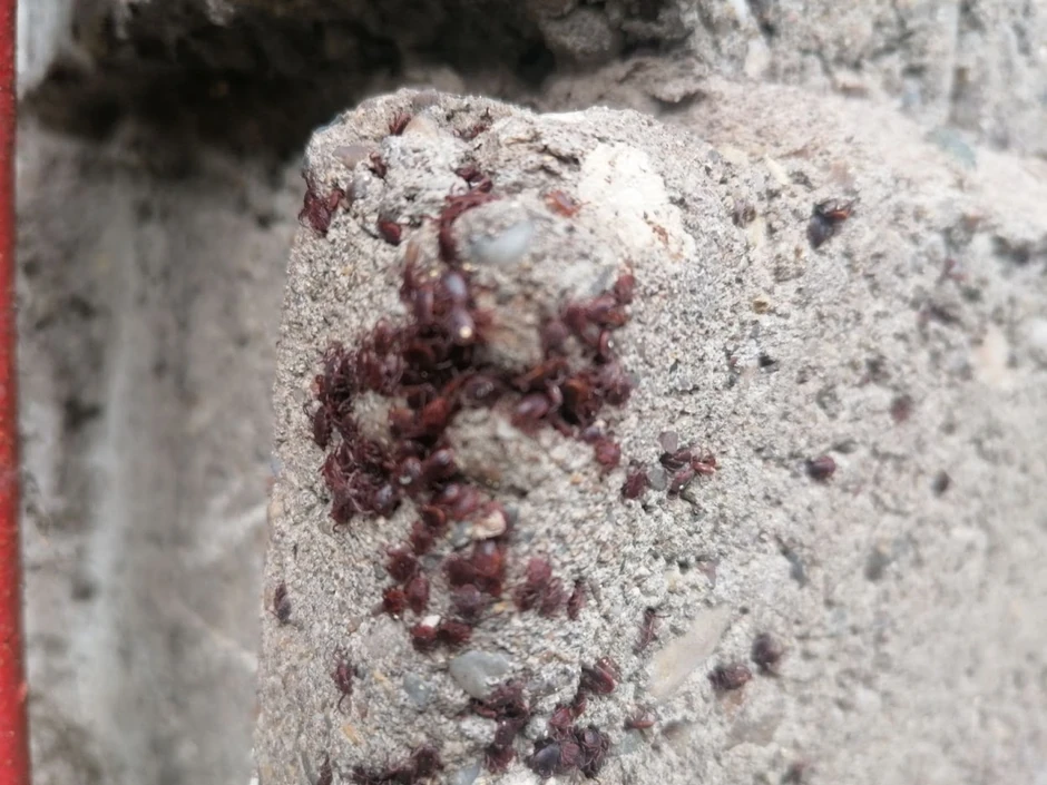 Grozdovi krpelja načičkani na zgradi