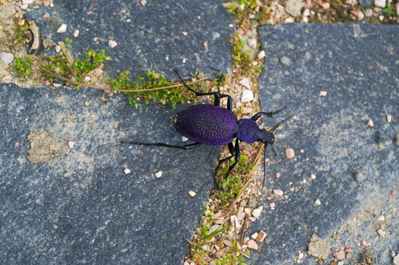 (FOTO) Veliki ljubičasti trčuljak trčkara i po Srbiji: Potvrđeno da imamo NOVU VRSTU INSEKTA