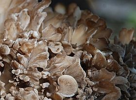 maitake-gyogygomba-d00001025d46672b4b9be