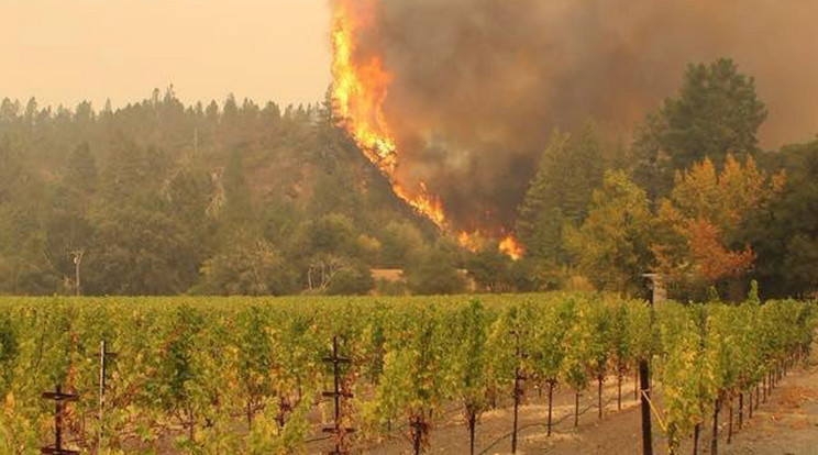 Néhány nap után a szél miatt újra felcsaptak a lángok, már 22 helyen ég az erdő, szőlőket is elért /MTI