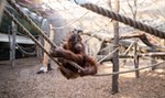 Orientarium w Łodzi - otwarcie za tydzień. W zoo słonie, orangutany i rekiny. Wiemy ile będzie kosztował bilet