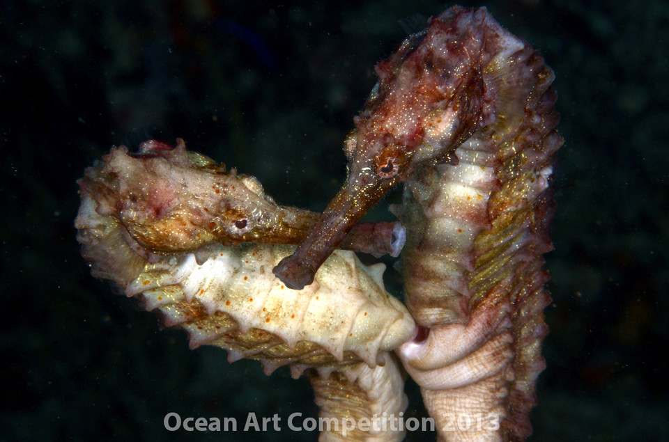 wyróżnienie w kategorii "Sceny z podwodnego życia": Jan Wenger - Kopulujące koniki morskie, wyspy Daymaniyat, Oman