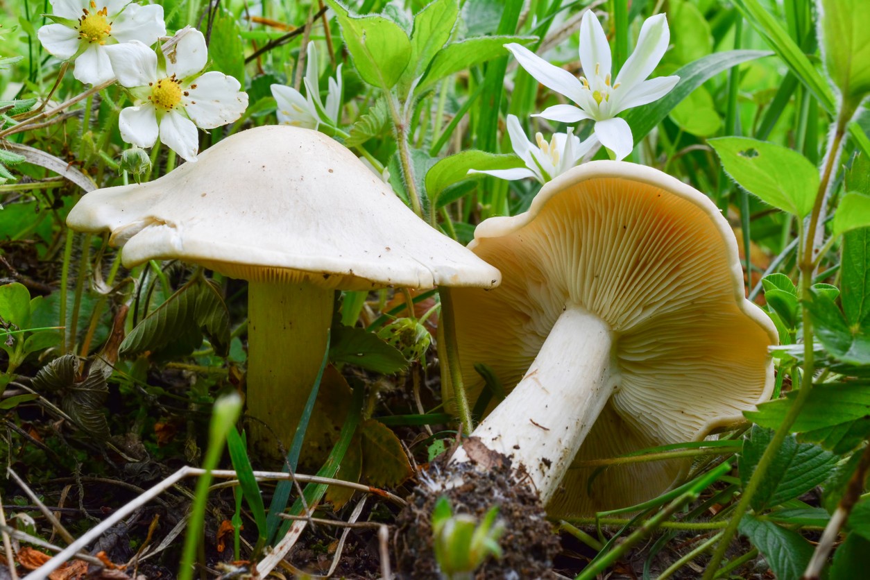 Čírovnica májová (Calocybe gambosa), známa aj pod názvom májovka alebo „huba svätého Juraja“.