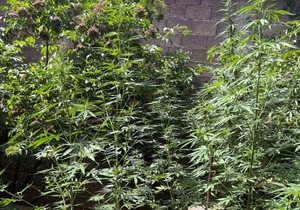 Zasad za koji se sumnja da je marihuana