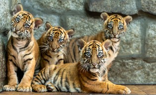 Trzy tygryski opuszczą wrocławskie zoo!