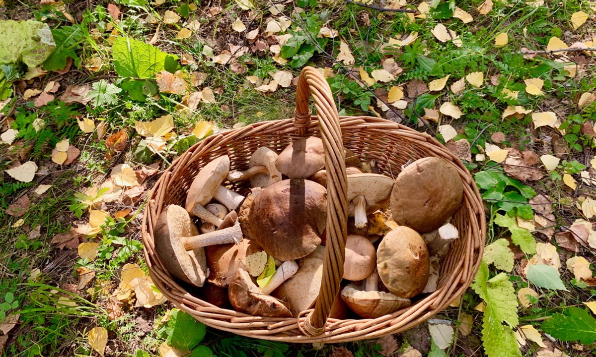 Tych grzybów choćby nie próbuj! Największe zagrożenie dla wątroby