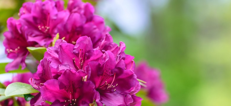Nawożenie rododendronów. Kiedy i czym nawozić rododendrony? Jaki jest najlepszy nawóz do rododendronów? Jak zrobić domowy nawóz do rododendronów?