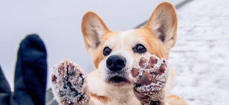 Oszuści nie próżnują. Uderzają w miłośników psów i kotów