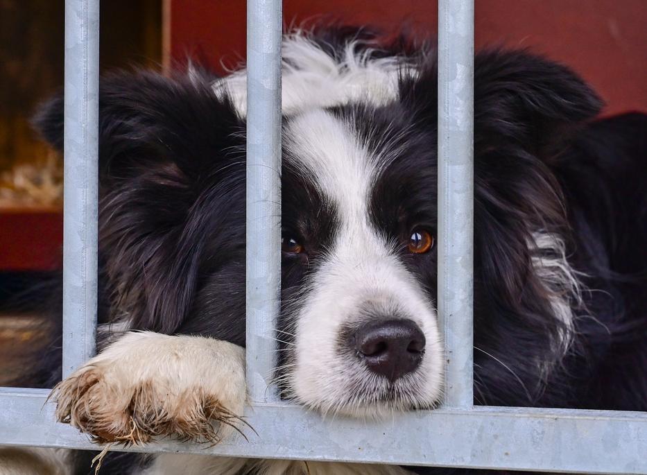 A szakértők szerint nem csak az embereken, de a kutyákon is kitörhet a téli depresszió / Fotó: Getty Images