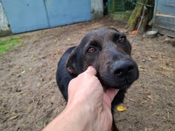 Psy wreszcie wolne od łańcuchów? Ekspertka komentuje długo wyczekiwaną zmianę, choć są wyjątki