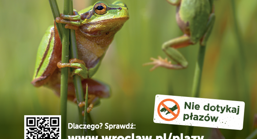 Rzekotka drzewna może zniknąć z Wrocławia, a wspiera nas jedząc komary.