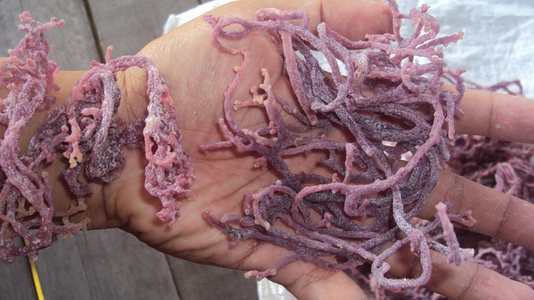 E407 károsítja az egészséget, bélperforáció cukorbetegség