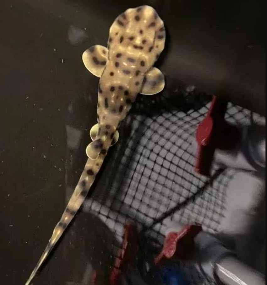 Ajkula nakon rođenja