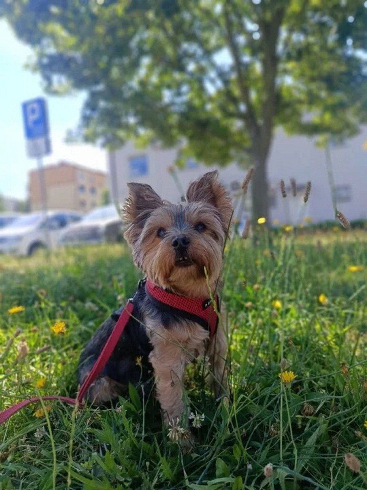 Tragiczny spacer yorka Mańka. Zagryzł go amstaff. 