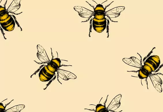 Jak dużo wiesz o pszczołach? Sprawdź się w quizie