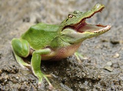 Zobacz psa z trąbą słonia i żabokrokodyla