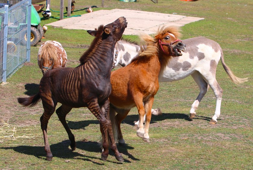 Zebruś to pół koń pół zebra