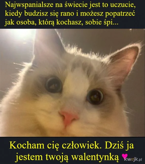 https://ocdn.eu/pulscms-transforms/1/tHBk9kpTURBXy85NmEzMTQxNGI2MmUwNDgwNjlhMGRmZmNmMmMzZjVlYy5qcGeSlQLNAjwAwsOVAgDNAtDCw94AA6EwBaExAaEzww