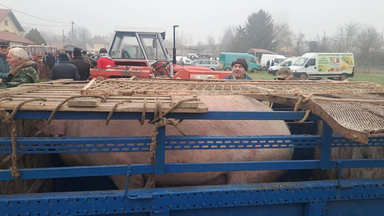 (Foto) Hit na pijaci kod Bujanovca: Pogledajte rekordera od preko 300 kila