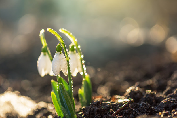 Pierwszy dzień kalendarzowej wiosny zawsze wypada 21 marca. Należy jednak zaznaczyć, że fakt ten nie gwarantuje natychmiastowej poprawy pogody i wyższych temperatur