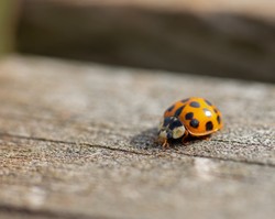 Chcesz, aby biedronki azjatyckie ominęły twój dom? Przygotuj aromatyczny spray
