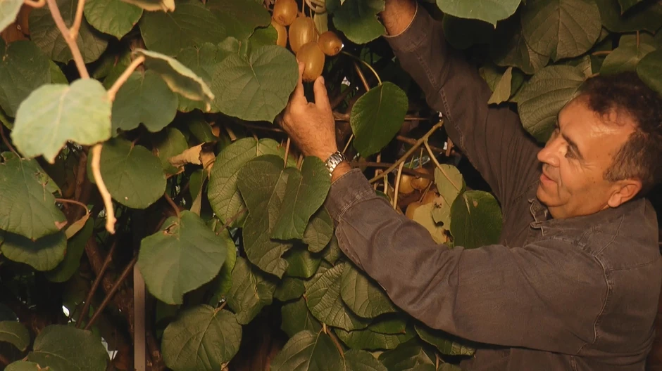 Kada plodovi kivija stignu na berbu, Milan ih skladišti u hladne prostorije