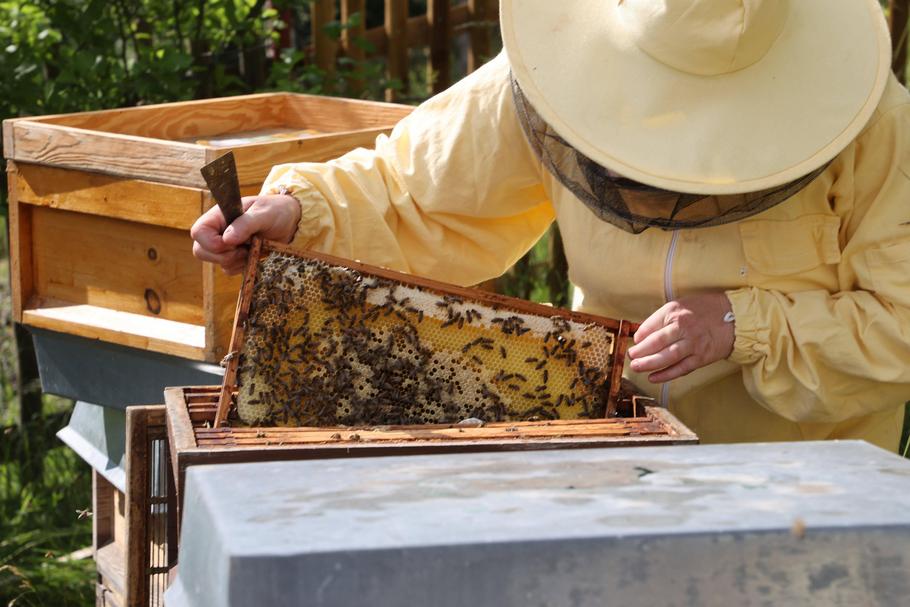 Z danych płynących ze związków pszczelarskich, 30 proc. wśród ogółu pszczelarzy to osoby starsze niż 65 lat. Odsetek młodych pszczelarzy wynosi obecnie 12 proc.