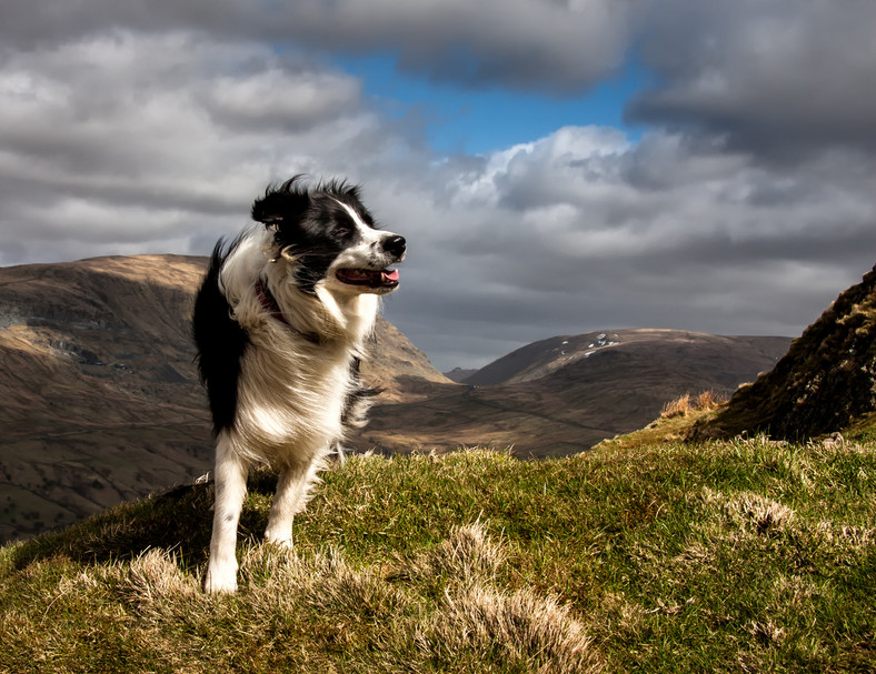 Border Collie