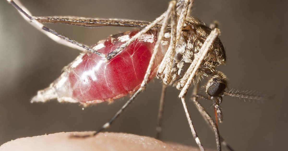 Choroba Przenoszona Przez Komary Krzyżówka Gorączka Zachodniego Nilu na Bałkanach - Zdrowie