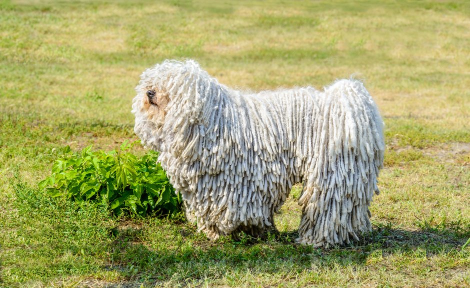 Komondor to niezwykły pies z dredami - volofin/stock.adobe.com