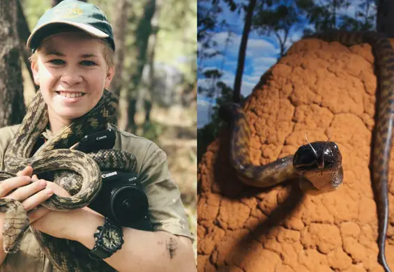 Syn Steve'a Irwina zdobywa kolejne trofea fotograficzne. Nie mamy najmniejszych wątpliwości, dlaczego