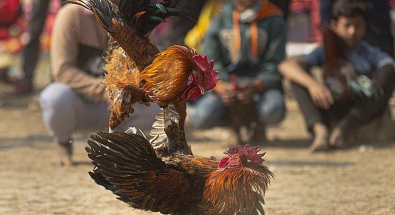 Man is killed by 'armed' chicken during a cockfight in India