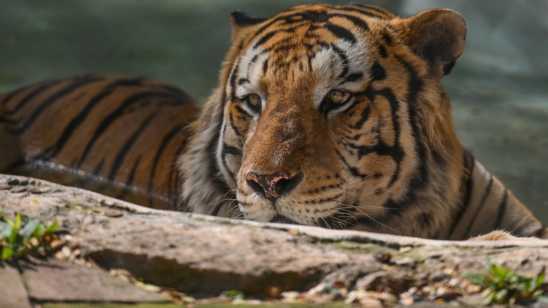 Duże zwierzęta z zoo w Charkowie mogą zostać uśpione. "To może być jedyna opcja"