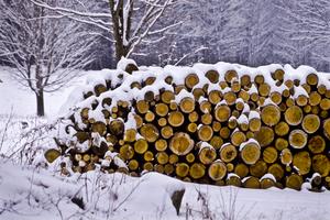 Ceny drewna w górę: Plaga kradzieży w Polsce. Branża drzewna mówi o katastrofie  