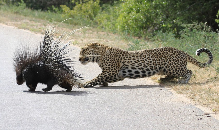 Leopard je skočio sa drveta u nadi da će nešto prezalogajiti