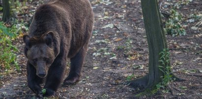 Kojarzysz polskie góry z niedźwiedziami?