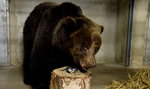Do poznańskiego azylu dla niedźwiedzi przyjechały Ewka i Gienia