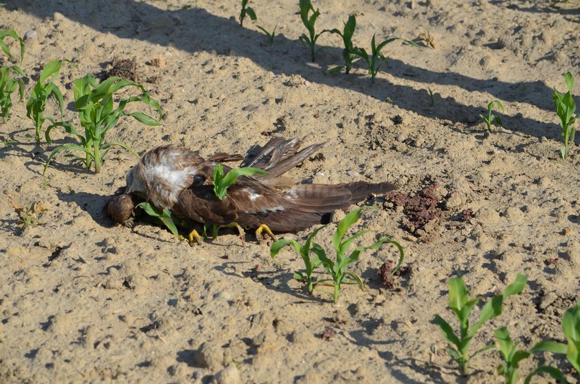 Wielowieś: 30 ptaków gatunków chronionych otrutych